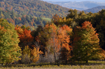 Olean, NY